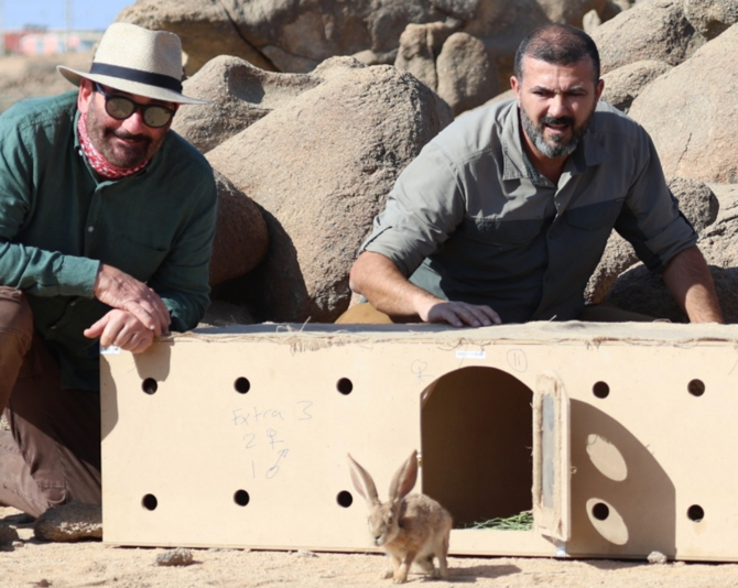 الأرنب العربي يعود إلى المملكة العربية السعودية