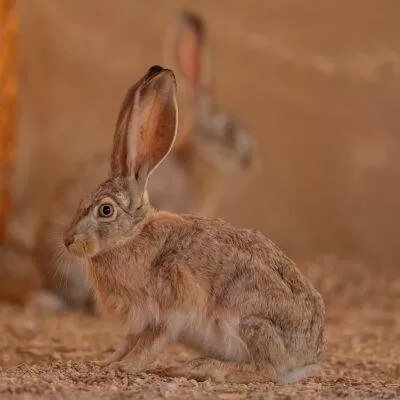 الأرنب العربي يعود إلى المملكة العربية السعودية